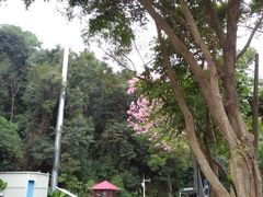 -火炉山森林公园