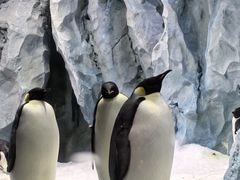 -帝企鹅自助餐厅•儿童岛•真企鹅(长隆企鹅酒店)