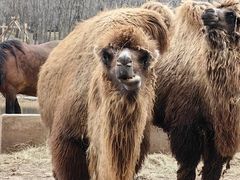 -哈尔滨北方森林动物园