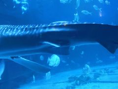 -烟台海昌鲸鲨海洋公园