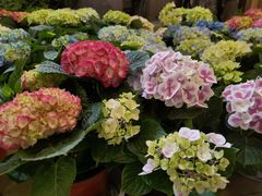 -双季花艺园艺市场(浦东店)