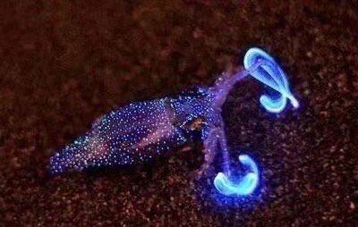 海岸线的蓝色精灵