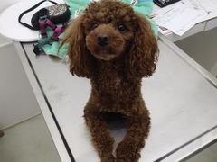 -北京恒爱动物医院(清景园分院)