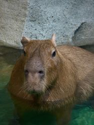 -Zoolung Zoolung动物主题公园(海信广场店)