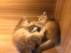 -猫十亿·布偶金渐层·曼基康矮脚猫舍(青年路店)
