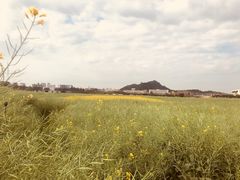 -光明小镇欢乐田园
