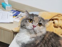 -乐派堂宠物医院·猫友好· 心脏科(东街店)