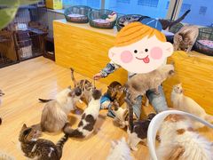 -Cappucimeow猫咪咖啡馆(韦伯时代店)