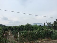 门前菜园-小慧大桃观光采摘园