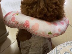 -瑞派福兴宠物医院犬猫全科·骨科·中西医结合(河东店)