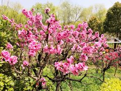 -南汇桃花村