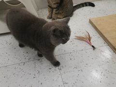 -喵园·猫主题咖啡厅·撸猫·猫咖(国贸店)