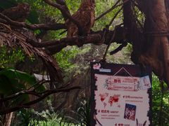 -广州长隆飞鸟乐园