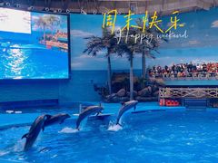 -海合安成都极地海洋公园
