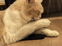 -MOYOYO猫咪咖啡店