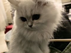 -东方名猫馆·英短金渐层布偶猫舍(环线广场1号楼店)