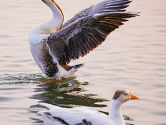 -京味斋·北京烤鸭(华威桥北工大店)