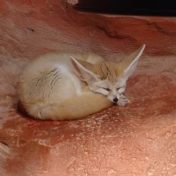 -Zoolung Zoolung动物主题公园(海信广场店)