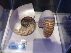 -贝壳梦幻世界