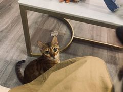 -BABIT巴比特宠物(MOMOPARK店)