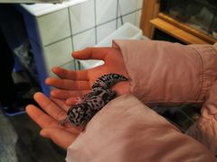 -酷以爬仙阁实体爬宠店·守宫·蜥蜴·专业繁育