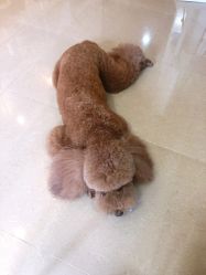 -첫번째 初见美学中心