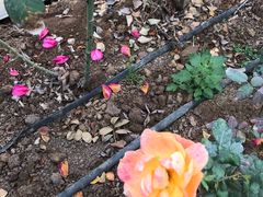 -海上花岛玫瑰园采摘