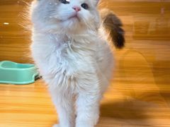 -猫十亿·布偶金渐层·曼基康矮脚猫舍(青年路店)