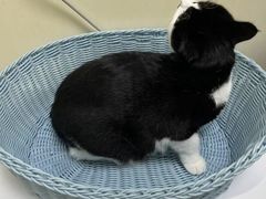 -纳吉亚猫专科动物医院博雅分院