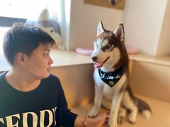 -Husky Go! 哈士奇体验馆·宠物咖啡厅狗咖
