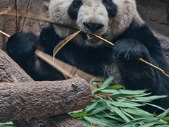 -成都动物园