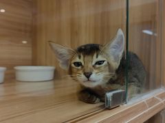 -猫十亿·布偶金渐层·曼基康矮脚猫舍(青年路店)