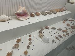 -青岛贝壳博物馆