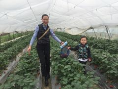 -青浦采草莓天天草莓园