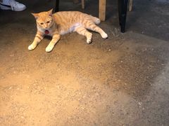 -大王油茶(磁器口店)