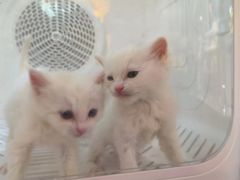 -平行世界·猫咖(首经贸店)