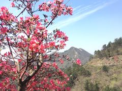 -木兰云雾山