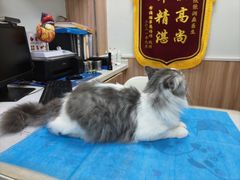 -瑞鹏宠物医院·内科·中兽医·骨科(苗圃店)