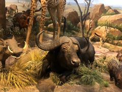 -陕西自然博物馆