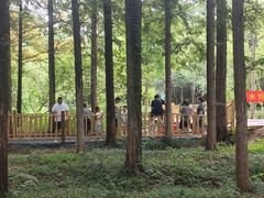 -日照海滨国家森林公园