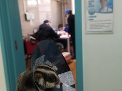 -北京观赏动物医院·24小时大型综合·猫专科·异宠专科