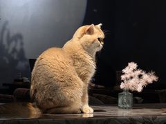 -咖法森林·咖啡  酒吧(天河店)