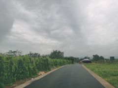 -会仙湿地