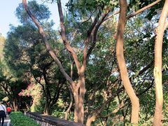 -板樟山森林公园