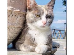 -梅黛奥拉修道院