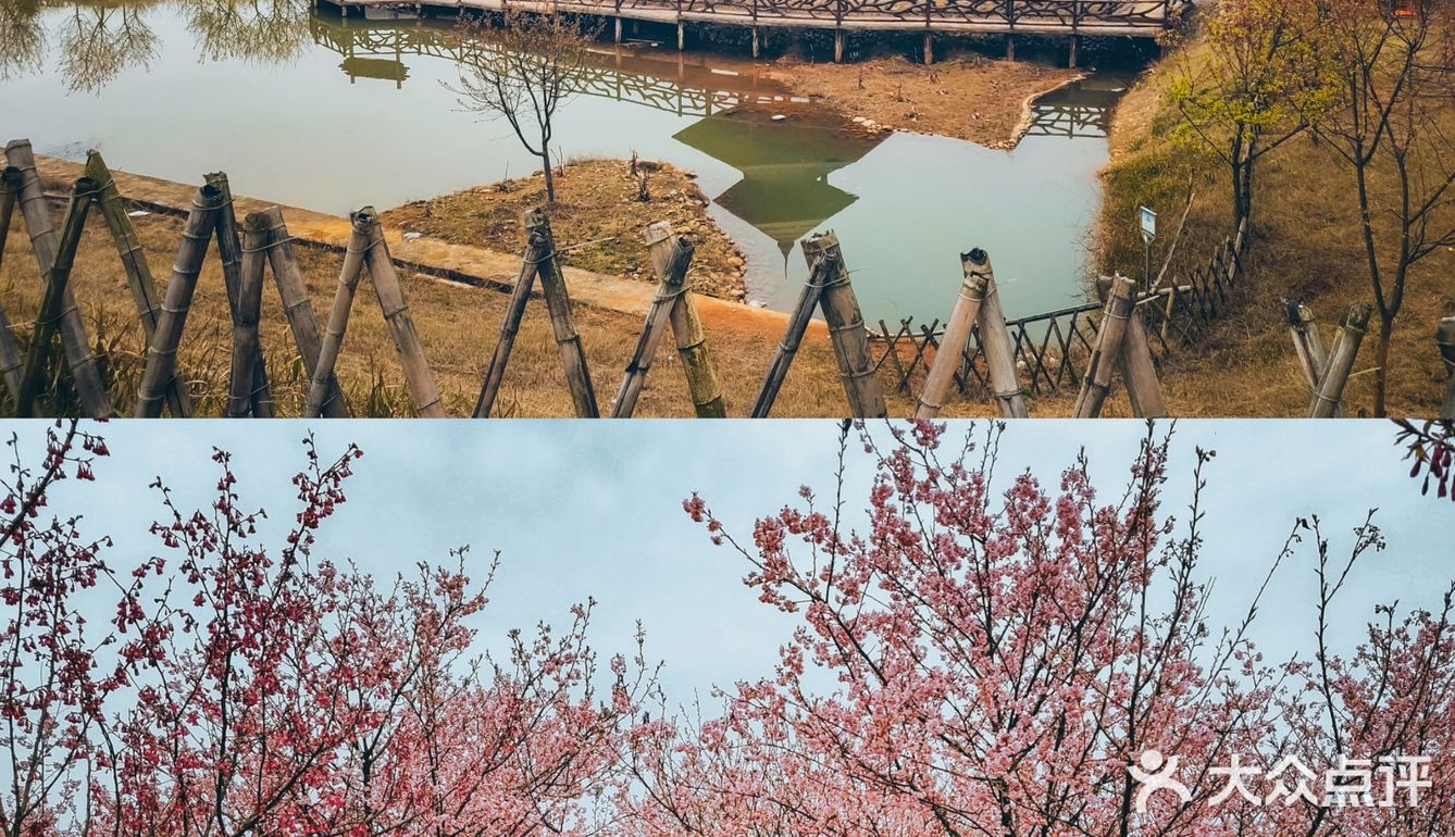 在衡阳打卡日本同款樱花海🌸