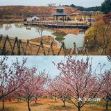 在衡阳打卡日本同款樱花海🌸
