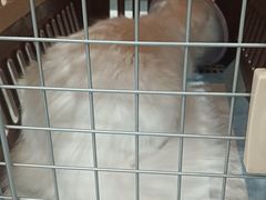 -四月宠物医院·猫专科·心脏专科·内科(转塘店)
