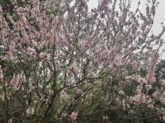 -雨花胜境