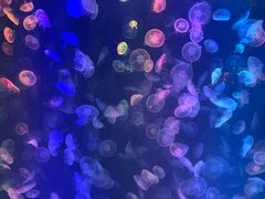 -烟台海昌鲸鲨海洋公园